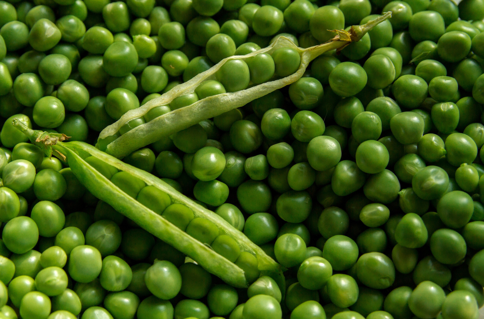 Green Fresh Peas